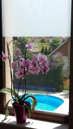 Cazare in Baile Felix - SUNRISE VILLA - Baile Felix - click aici, pentru marirea pozei